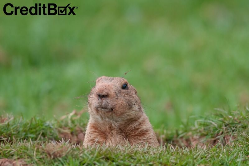 Things You Never Knew About Groundhog Day